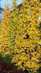 Gingko Biloba Tit (Chi Chi) trees with autumn golden foliage - buy online London UK