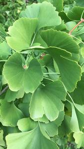 Ginkgo Biloba leaves - detail of the foliage of the Maidenhair tree, buy online with UK delivery.
