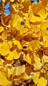 Ginkgo Biloba Mariken golden leaves in autumn. Buy online with UK delivery.