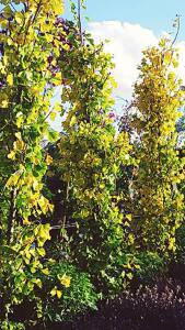 Single stemmed Ginkgo Biloba trees to buy online London UK