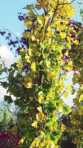 Ginkgo Biloba trees for sale online with UK delivery.