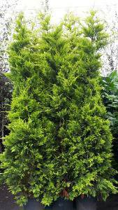 Cupressus Leylandii Gold Rider trees for hedging - buy online, UK