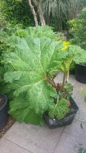 Gunnera Plants for sale online, UK