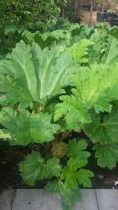 Gunnera Manicata plants to buy online UK