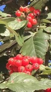 Common Hawthorn - red haws in autumn - buy online UK