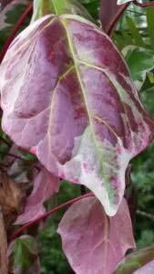 Hedera Gloire De Marengo climber to buy online UK delivery