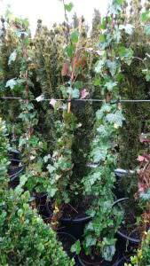 Hedera Helix, Ivy UK