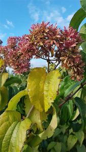 Heptacodium Micioides Seven Sons, RHS AGM, flowering shrubs for sale online with UK delivery.