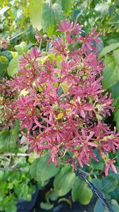 Heptacodium Micioides Seven Sons flowering, buy this unusual flowering shrub online with UK delivery.