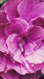 Close up of pink flowering Hibiscus Syriacus Duc de Brabant, buy online UK