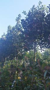 Full standard holly trees for evergreen screening, UK