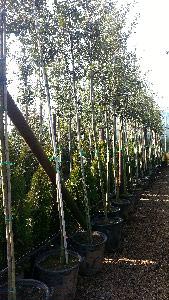 Holm Oak, Full Standard Tree, Special offer £125 each 10-12cm girth