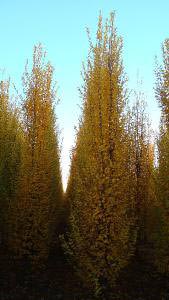 Fastigiate Hornbeam in autumn, mature trees for sale online from our UK plant centre