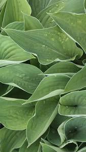 Hosta Halcyon, green foliage plant also known as Plantain Lily - we have green and variegated varieties of Hostas for sale UK