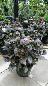 Buy Hydrangea Macrophylla Dark Angel online - London UK