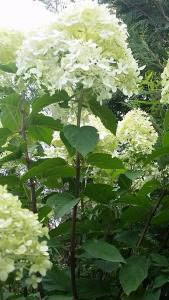 Close up of Hydrangea Limelight tree form, Half Standard trees in bloom, July flowering, buy online UK