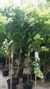 Hydrangea Trees Half Standard for sale at Paramount Plants, London UK