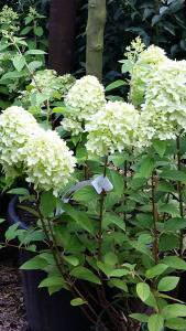 Hydrangea Paniculata Limelight variety - in flower