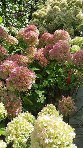 Hydrangea Paniculata Bobo flowering in autumn - for sale online UK delivery