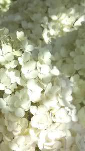 Close Up of the flowers of Hydrangea Bobo - buy UK