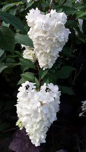 Hydrangea Paniculata - flowering hydrangeas for sale UK