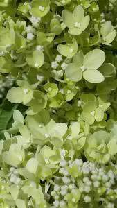 Little lime, compact hydrangea to buy online, London UK
