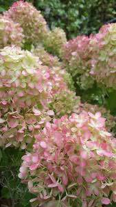 Hydrangea Paniculate Little Lime for small gardens, buy online UK