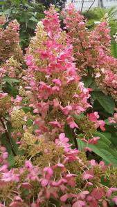 Hydrangea Paniculata Pinky Winky with pink flowers of Autumn, buy online UK