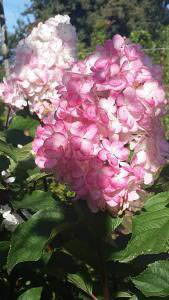 Hydrangea Paniculata Vanilla Fraise - pink autumn blossoms, buy online UK