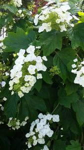 Hydrangea Quercifolia and lots of Hydrangea varieties for sale online UK