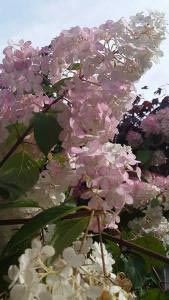 Hydrangea Vanille Fraise trees with pale pink flowers, for sale online UK