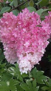 Vanille Fraise Hydrangea trees with Autumn pink flowers