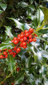 Ilex Aquifolium Holly - red berries in Autumn. Great for hedging, berries are loved by wildlife. Buy holly hedging UK