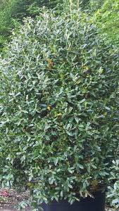 Ilex Aquifolium for sale UK