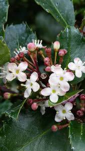 Ilex Meserveae Holly flowering at our London plant centre, buy online UK