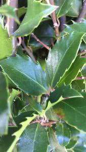 Ilex Meserveae Blue Prince Blue foliage close up