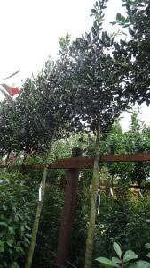 Full Standard Holly Trees for above fence screening