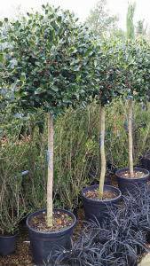 Half Standard Ilex Topiary Trees buy online from our London plant centre, UK