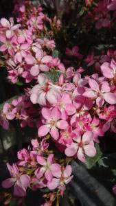 Rhaphiolepis Springtime in Flower 