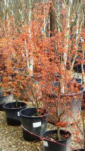 Japanese Acer Katsura to buy online UK delivery