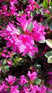 Azalea Amoena purple, pink flowering, for sale at our London plant centre, UK