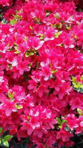 Japanese evergreen Azalea Hino Crimson for sale online, UK