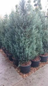 Juniper Moonglow Conifers for sale online UK