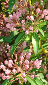 Kalmia Latifolia is just one of our quality flowering shrubs for sale online with UK delivery.