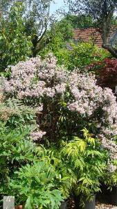 Kalmia Latifolia in flower for sale online UK delivery