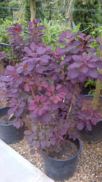 Cotinus Coggygria Royal Purple, Buy online Nationwide