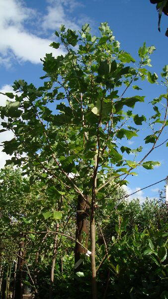 Liriodendron Tulipifera Trees £95