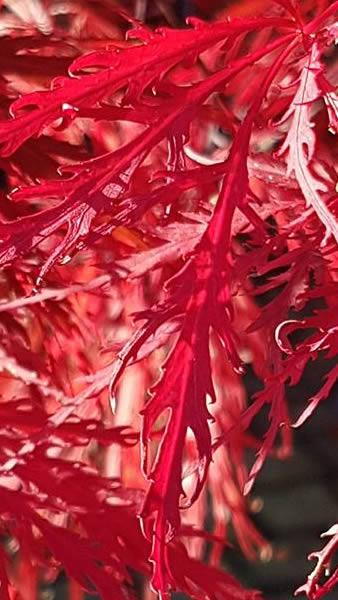 Acer Palmatum Dissectum Garnet, Autumn leaf colour, trees for sale online UK