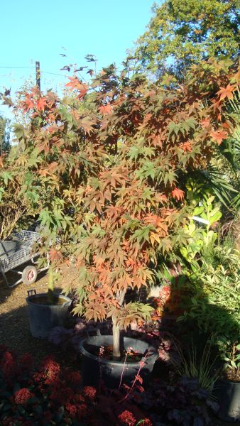 Acer Palmatum Osakazuki, Acer Specialists. We sell in London and online