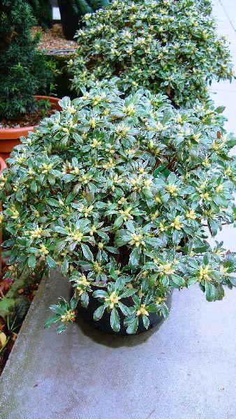 Azalea Variegated, Shrubs UK